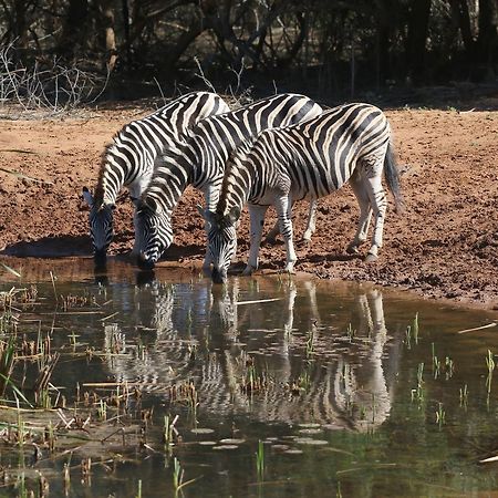 Bushbaby Lodge & Camping Hluhluwe Eksteriør billede