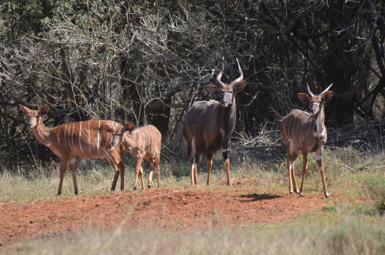 Bushbaby Lodge & Camping Hluhluwe Eksteriør billede