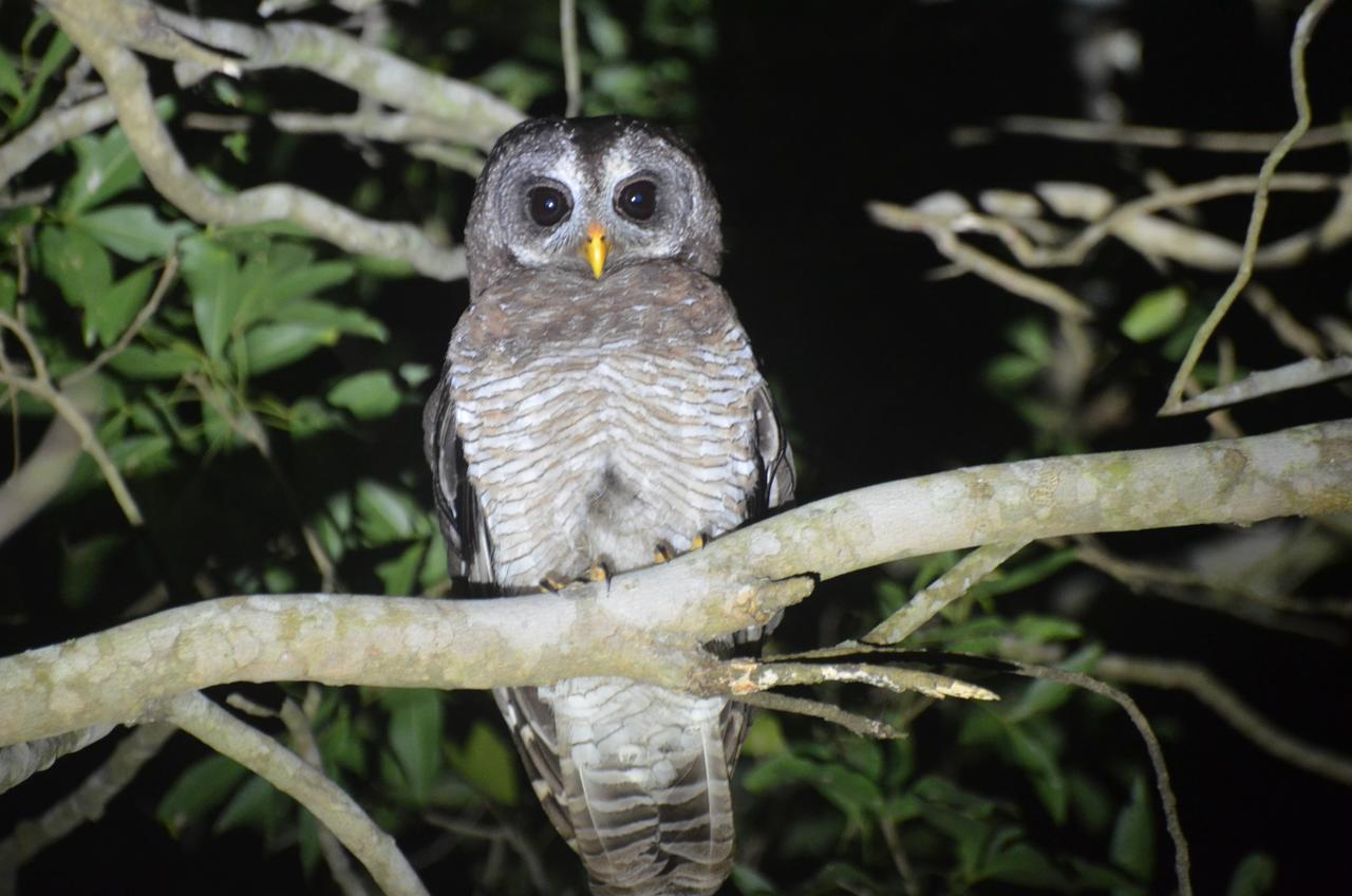 Bushbaby Lodge & Camping Hluhluwe Eksteriør billede
