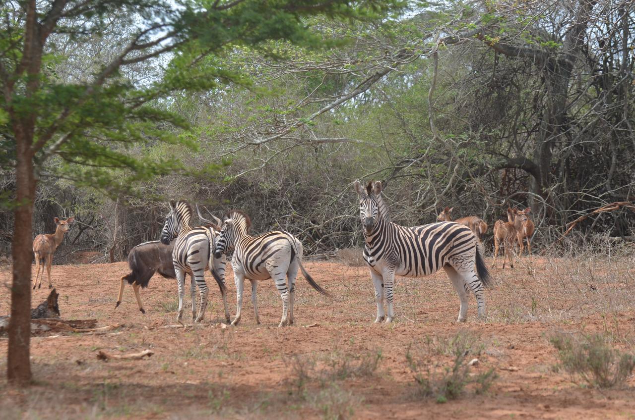 Bushbaby Lodge & Camping Hluhluwe Eksteriør billede