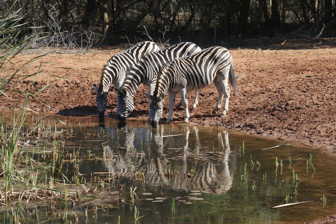 Bushbaby Lodge & Camping Hluhluwe Eksteriør billede